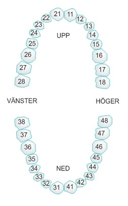 Model af øvre og nedre tandbue