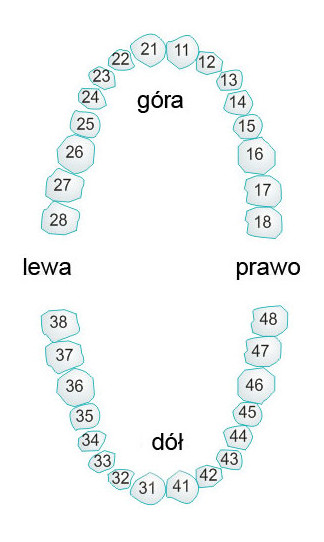toothnumbers